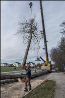 Spezialholzfällung 16