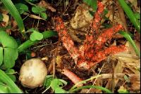 Tintenfischpilz 2