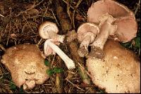 Waldchampignon