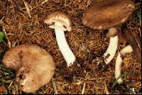Waldchampignon 2