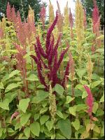 Amaranth