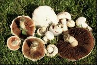 Wiesenchampignon