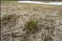 Wiese nach Winter 15