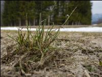 Wiese nach Winter 14