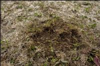 Wiese nach Winter 12