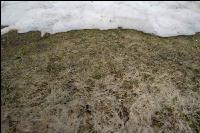 Wiese nach Winter 11