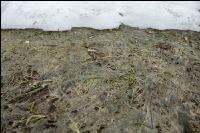 Wiese nach Winter 10