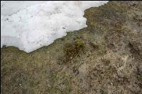 Wiese nach Winter 9