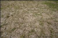 Wiese nach Winter 8