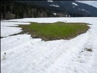 Wiese nach Winter 3