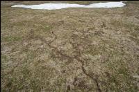Wühlmausschäden nach Winter 8
