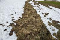 Wühlmausschäden nach Winter 3
