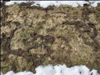 Wühlmausschäden nach Winter 2