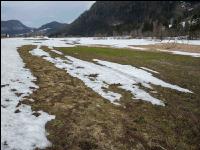 Wühlmausschäden nach Winter 1
