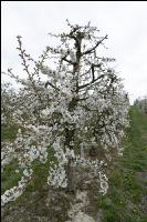 Kirsche Blüte 42