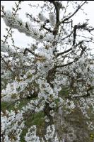 Kirsche Blüte 41