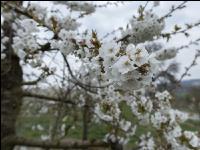Kirsche Blüte 40