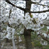 Kirsche Blüte 39