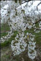 Kirsche Blüte 38