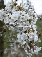 Kirsche Blüte 37