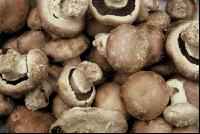 Zuchtchampignon