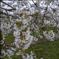 Kirsche Blüte 36