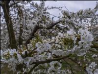 Kirsche Blüte 35