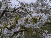 Kirsche Blüte 34