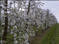 Kirsche Blüte 33