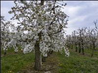 Kirsche Blüte 29