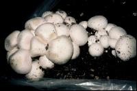 Zuchtchampignon