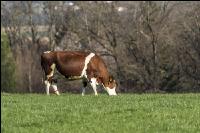 Fleckvieh on pasture 74