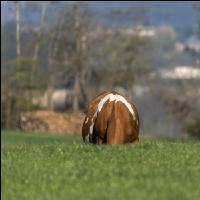 Fleckvieh on pasture 73