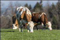 Fleckvieh on pasture 72