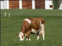 Fleckvieh on pasture 71