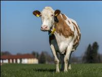 Fleckvieh on pasture 70