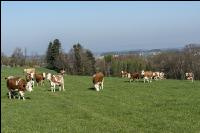 Fleckvieh on pasture 69