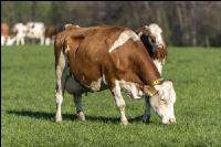 Fleckvieh on pasture 68