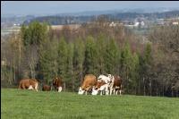 Fleckvieh on pasture 67