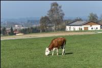 Fleckvieh on pasture 66