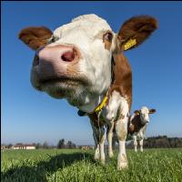 Fleckvieh on pasture 63