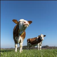 Fleckvieh on pasture 62