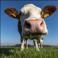 Fleckvieh on pasture 61