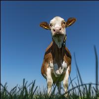 Fleckvieh on pasture 60