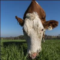 Fleckvieh on pasture 59