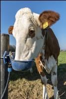 Fleckvieh on pasture 58