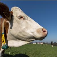 Fleckvieh on pasture 57