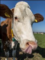 Fleckvieh on pasture 56