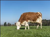 Fleckvieh on pasture 54