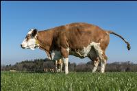 Fleckvieh on pasture 53